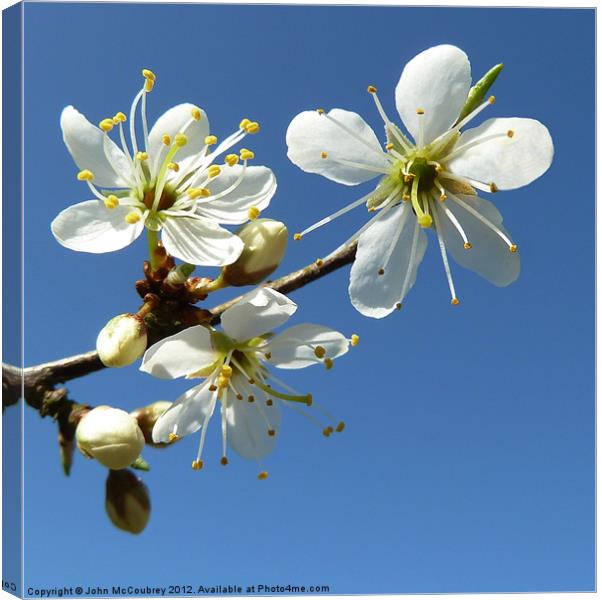 White Spring Blossom Canvas Print by John McCoubrey