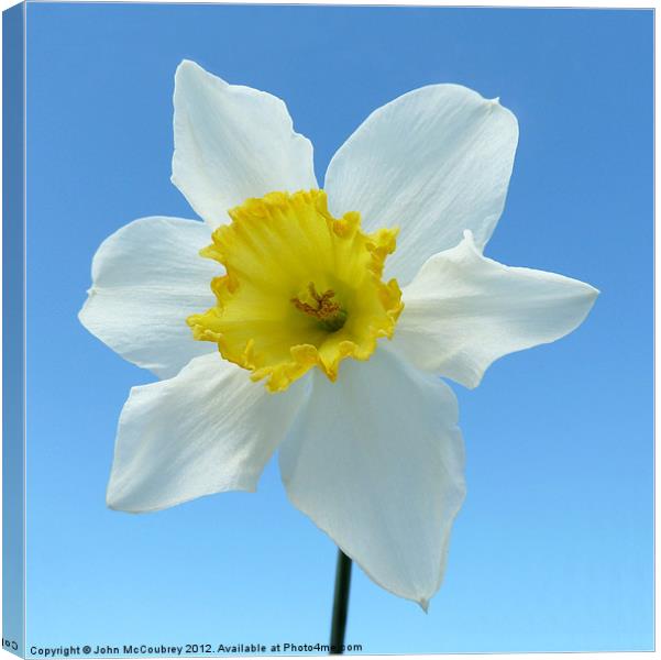 Narcissus Daffodil Canvas Print by John McCoubrey