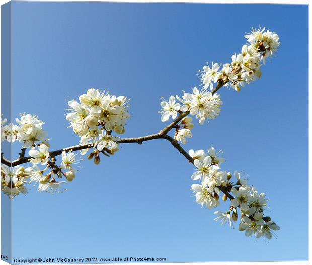 Forked Branch with Blossom Canvas Print by John McCoubrey