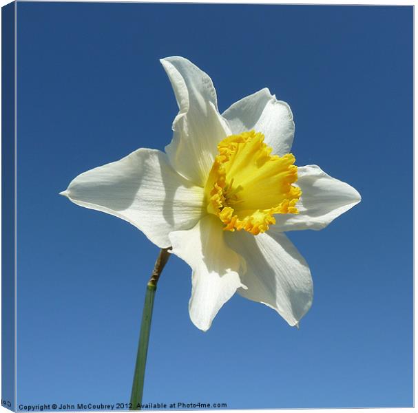 Yellow and White Narcissus Daffodil Canvas Print by John McCoubrey