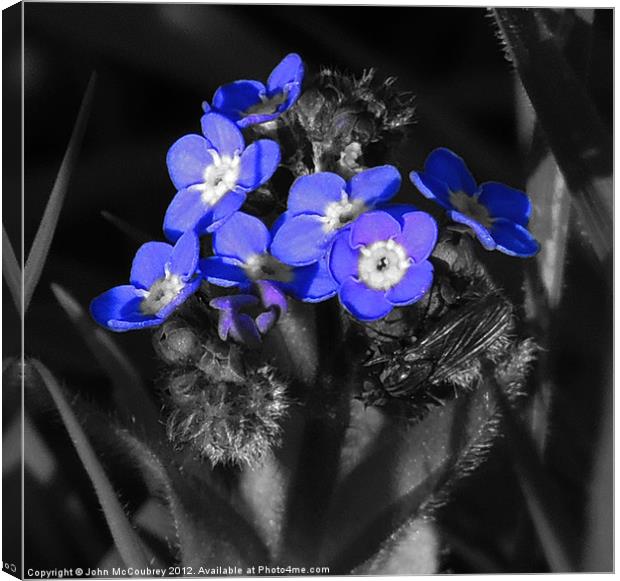 Forget-Me-Not Flower Canvas Print by John McCoubrey