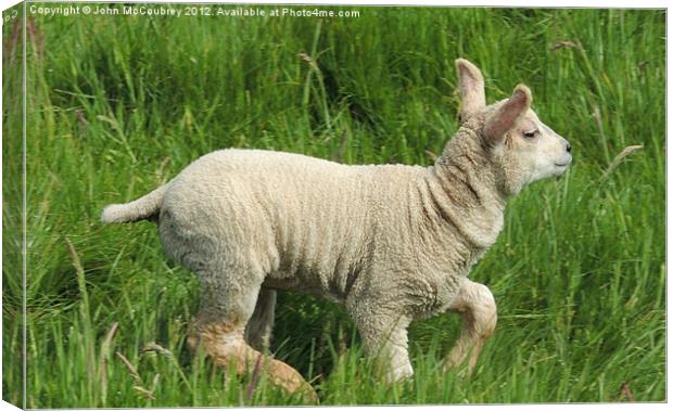 Happy Lamb Canvas Print by John McCoubrey