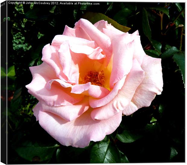 Light Pink Rose Canvas Print by John McCoubrey