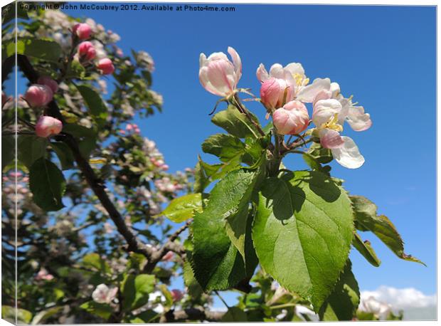 Apple Blossom Canvas Print by John McCoubrey