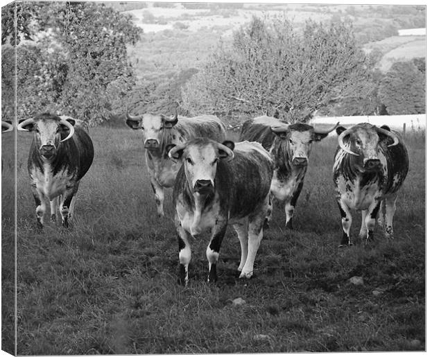 cattle Canvas Print by eric carpenter