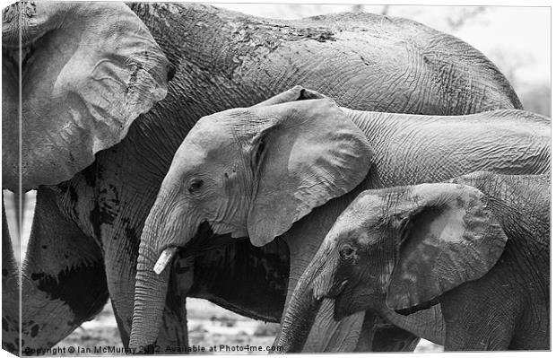 Elephant Family Canvas Print by Ian McMurray