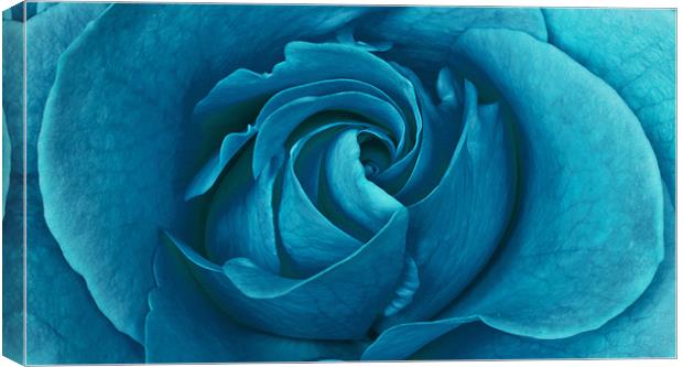 Blueberry Rose Canvas Print by Alex Hooker