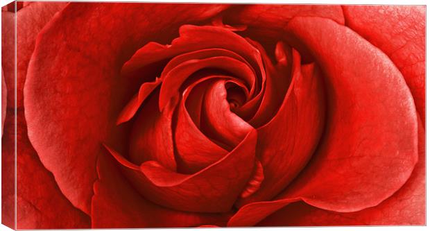 Strawberry Rose Canvas Print by Alex Hooker