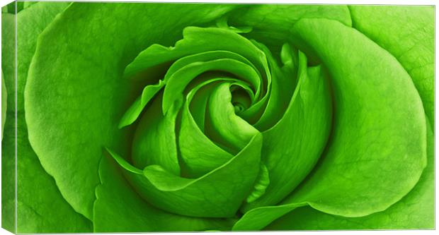 Lime Rose Canvas Print by Alex Hooker