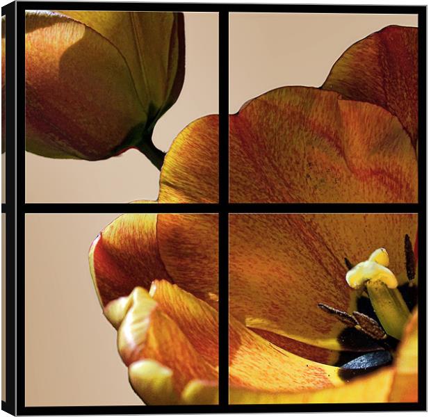 Tulip Four Of The Same Kind Canvas Print by holly lyndon