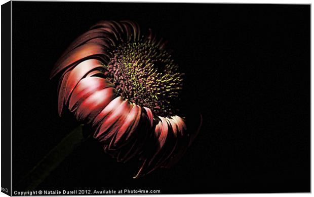 Dying in the Dark Canvas Print by Natalie Durell