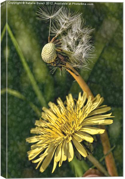 Old Looking Over The Young Canvas Print by Natalie Durell