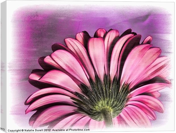 Simply Pink Canvas Print by Natalie Durell