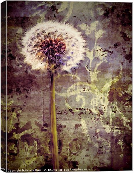 Dandelion Texture Canvas Print by Natalie Durell