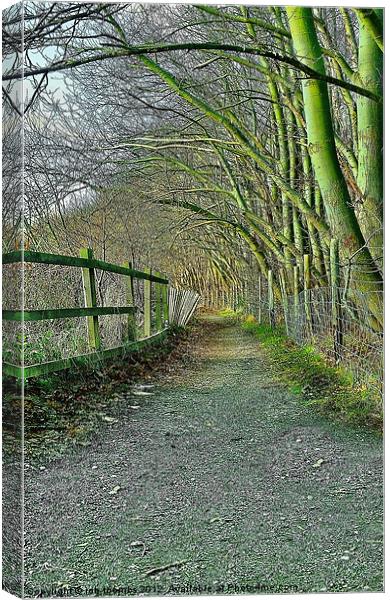 THE PATH Canvas Print by Rob Toombs