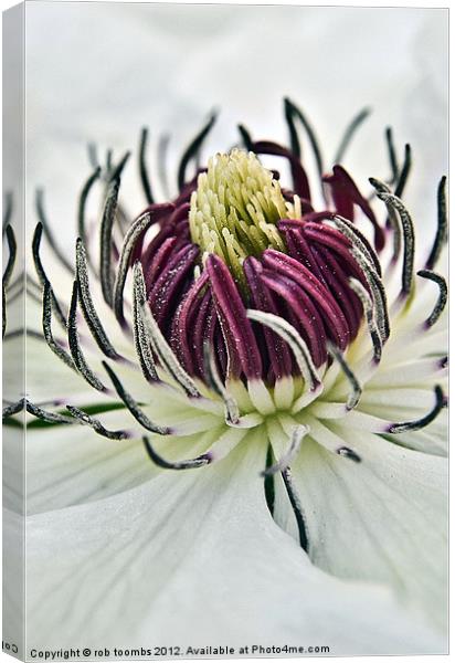 NECTAR OF A CLEMATIS Canvas Print by Rob Toombs