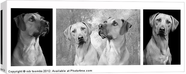 A FAMILY OF RIDGEBACKS Canvas Print by Rob Toombs