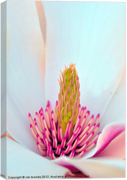 MAGNOLIA Canvas Print by Rob Toombs
