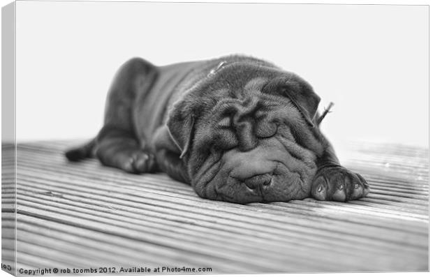 SLEEPY WRINKLES Canvas Print by Rob Toombs