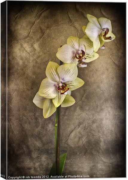DELICATE Canvas Print by Rob Toombs