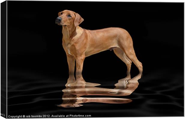 A PROUD RIDGEBACK Canvas Print by Rob Toombs