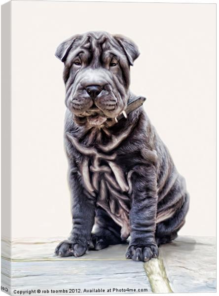 LITTLE SHAR PEI Canvas Print by Rob Toombs