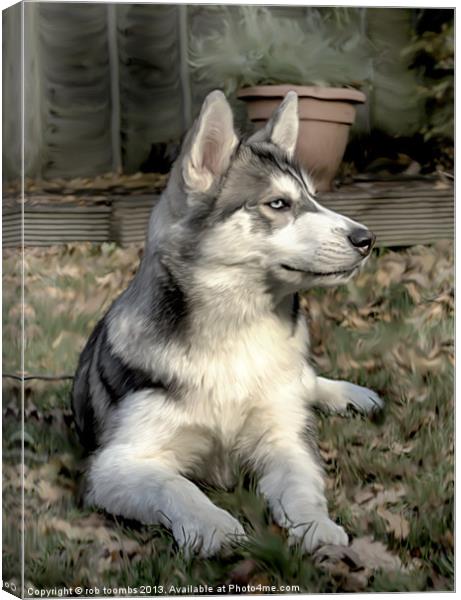 PORTRAIT OF A HUSKY Canvas Print by Rob Toombs