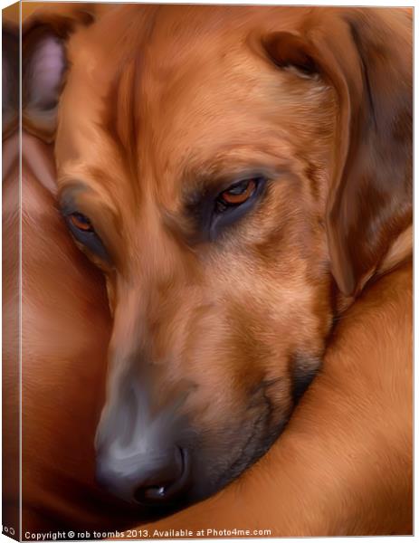 THE RESTING RIDGEBACK Canvas Print by Rob Toombs