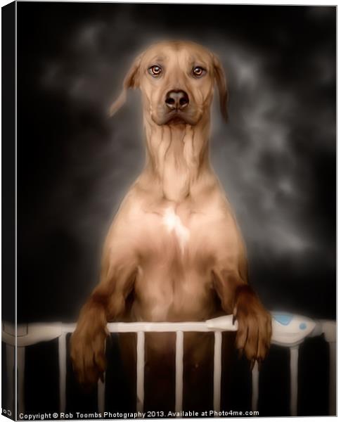 THE CURIOUS RIDGEBACK Canvas Print by Rob Toombs