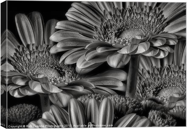 GERBERA DAISY GREY Canvas Print by Rob Toombs