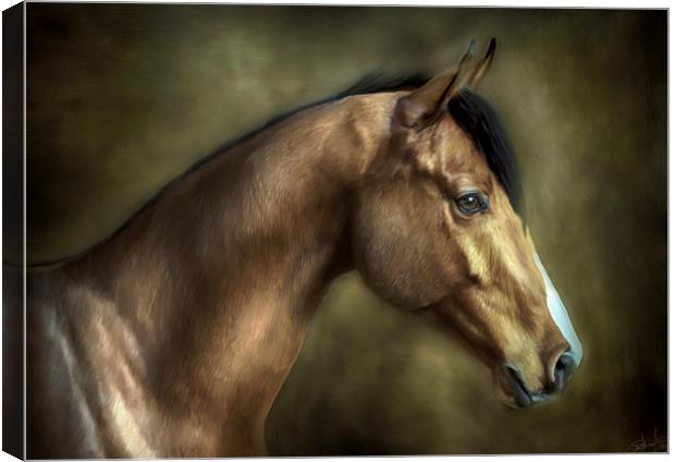 THE STALLION Canvas Print by Rob Toombs