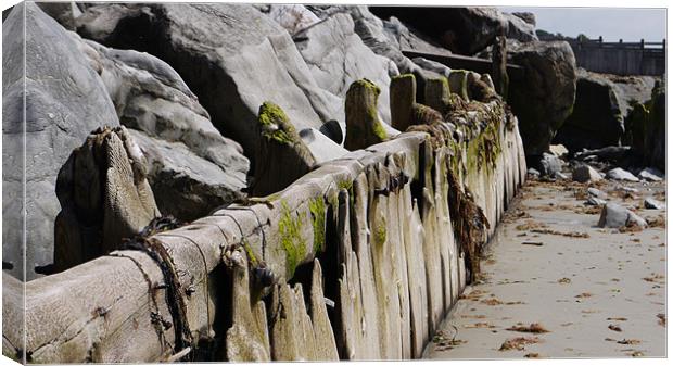 Beach wood. Canvas Print by Claire Ing