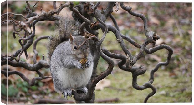 Grey Squirrel with Walnut Canvas Print by Claire Ing