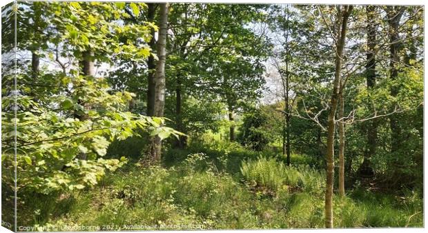 West Lothian Woodland Walk 1 Canvas Print by Lee Osborne