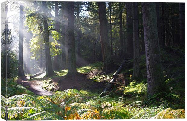 Sunrise in the Forest, Munlochy Canvas Print by Lee Osborne