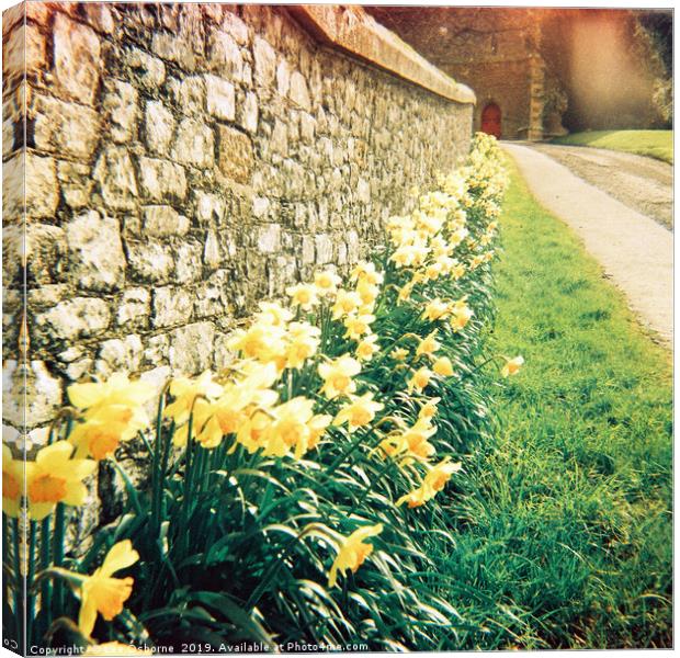 Spring Daffodils #1 Canvas Print by Lee Osborne