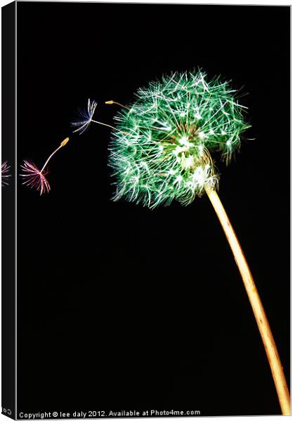 Dandy seeds. Canvas Print by Lee Daly