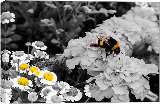 Bumble Bee. Canvas Print by Lee Daly