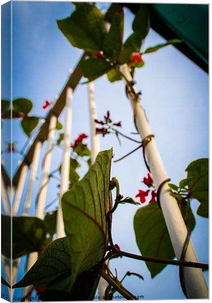 Runner beans in captivity. Canvas Print by Lee Daly
