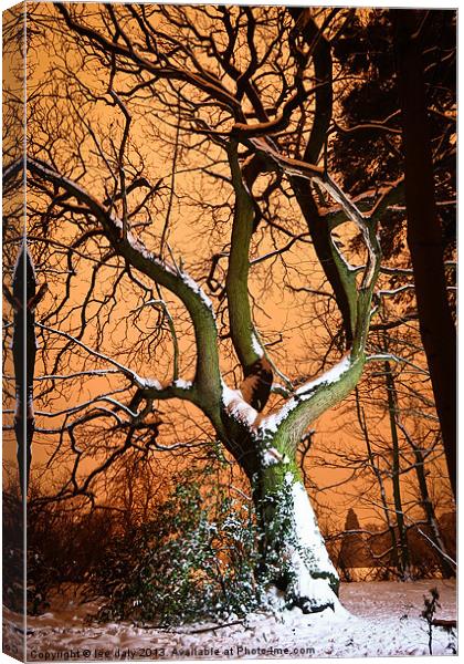 sugar coated tree. Canvas Print by Lee Daly