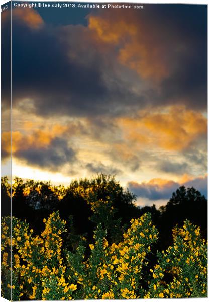 Gorse evening. Canvas Print by Lee Daly