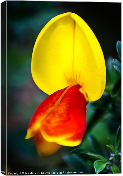 gorse flower Canvas Print by Lee Daly