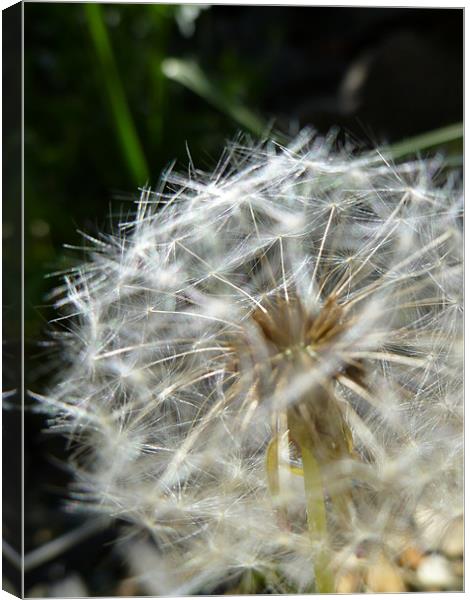 Dandelion Canvas Print by Hayley Cole