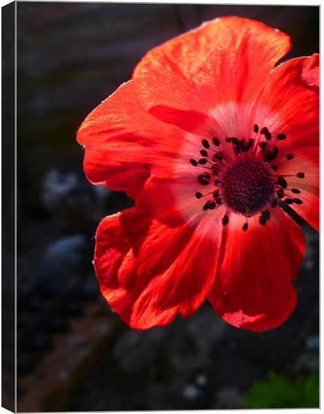 Poppy Canvas Print by Hayley Cole
