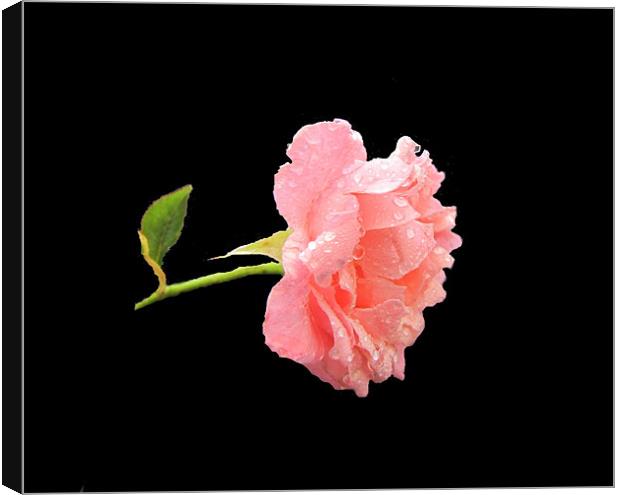 floating rose Canvas Print by sue davies
