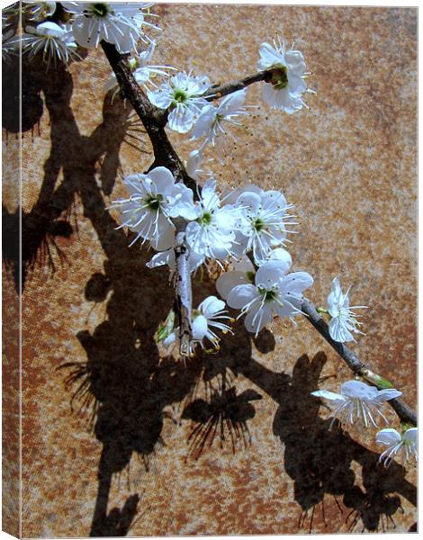 shadows Canvas Print by sue davies