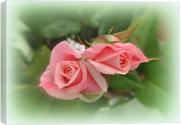 The beautiful rose Canvas Print by sue davies