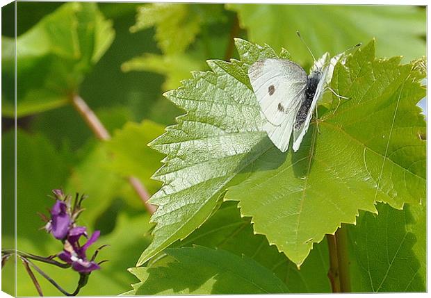 landed Canvas Print by sue davies