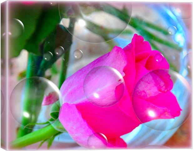 roses n bubbles Canvas Print by sue davies