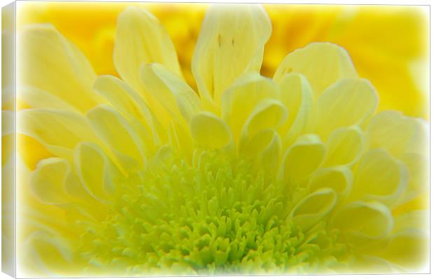 flower Canvas Print by sue davies